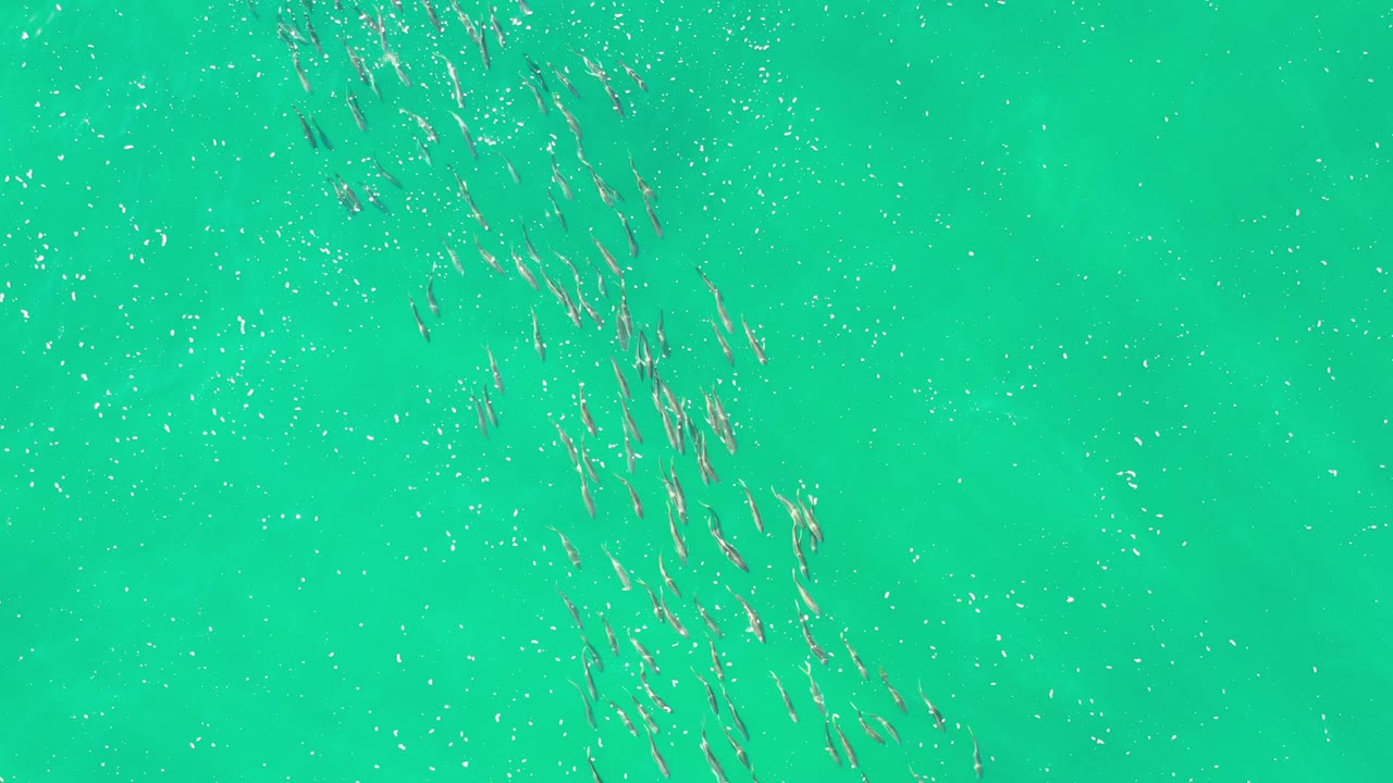 Overhead view of clear green sea in Los Cabos, Mexico, with loose fish schools near the upper and left areas and no visible people.