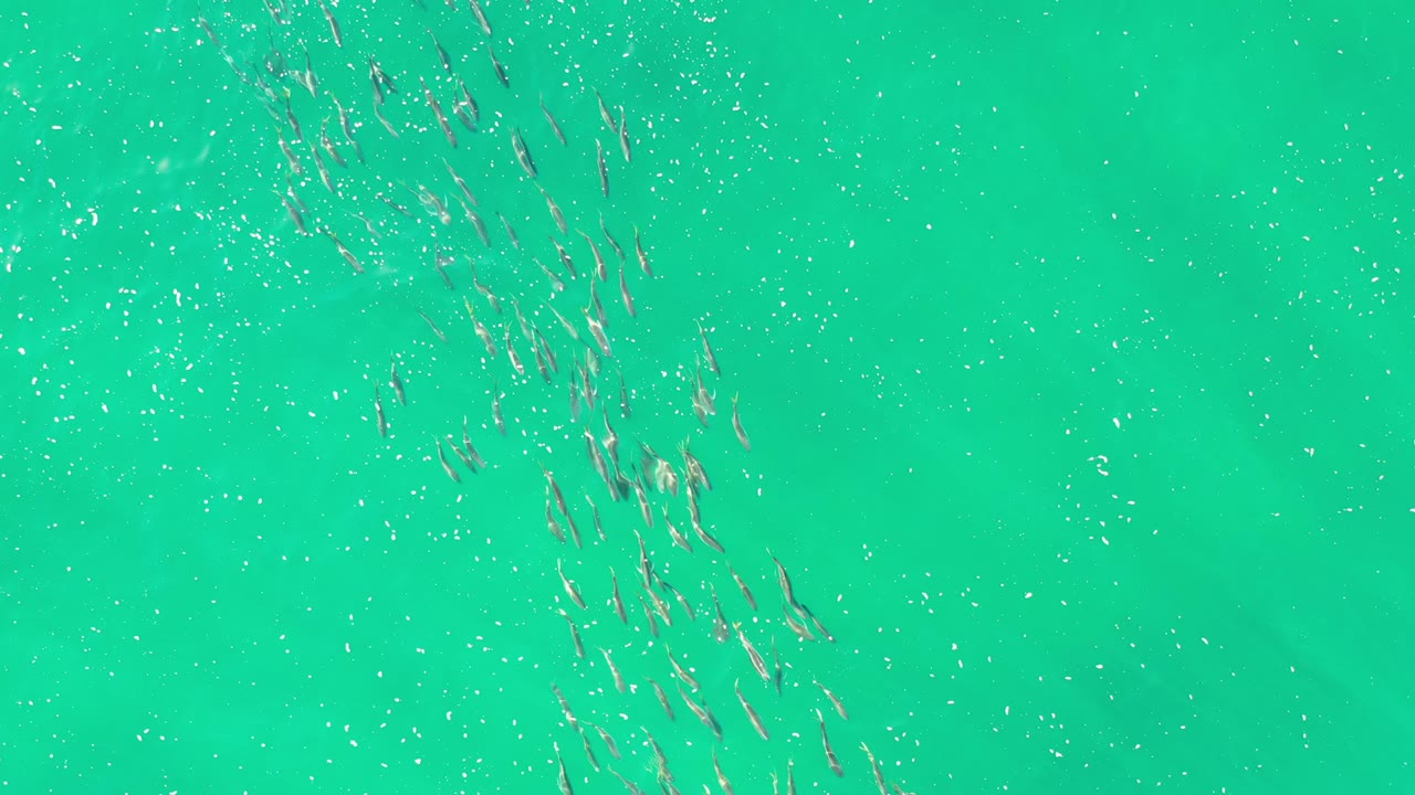 Aerial frame over Los Cabos green water, showing fish clusters spread across the upper left and center with bright surface highlights and no visible people.