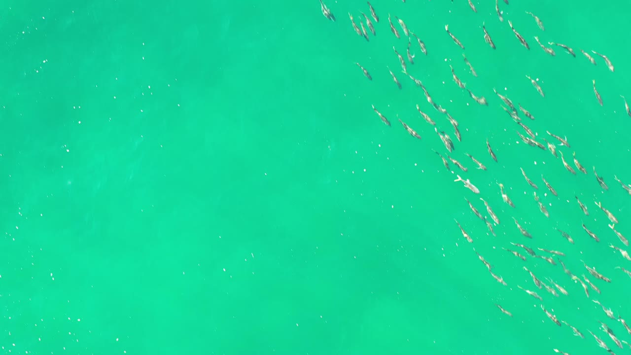 Small fish schools near the surface of green sea water