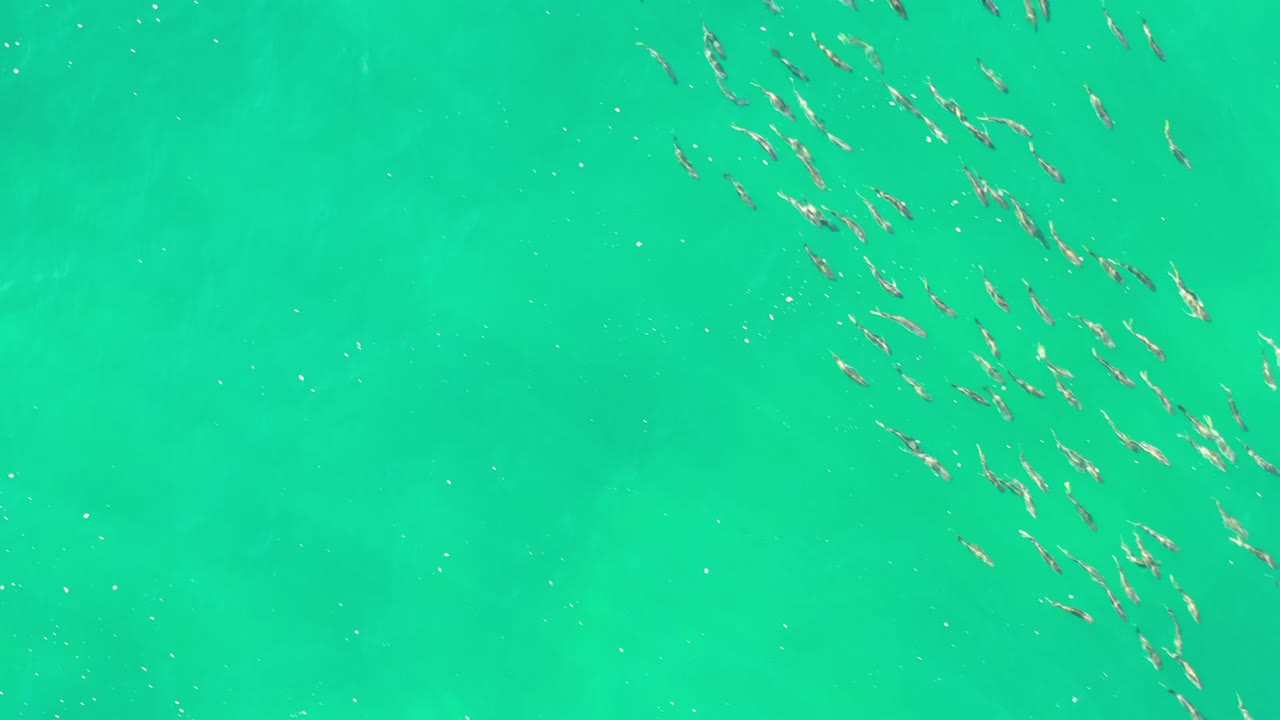 Aerial frame of several loose fish clusters crossing bright turquoise-green water in Los Cabos, Mexico, with no visible people.