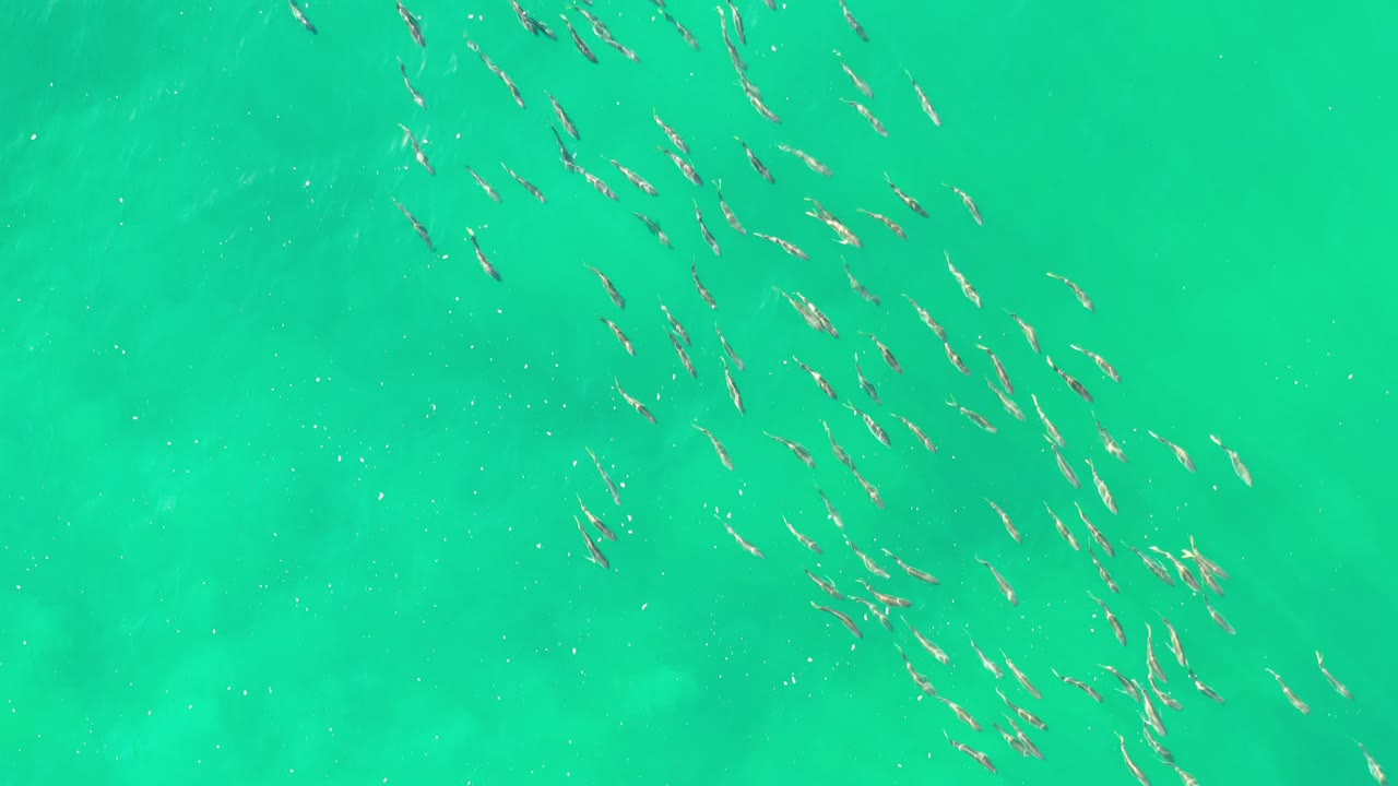 Overhead view of several loose dolphin groups crossing bright turquoise water in Los Cabos, Mexico, with pale underwater patches and no visible people.