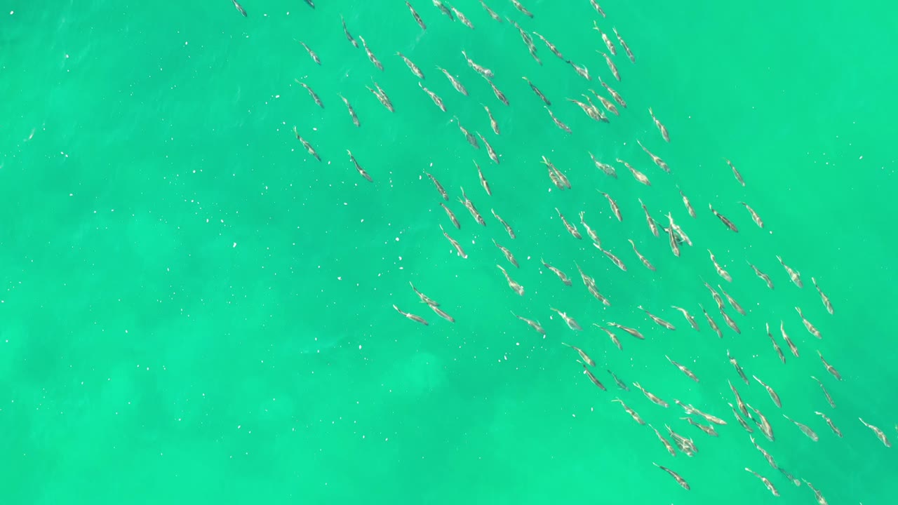 Aerial frame of dolphins scattered in diagonal lines across green-blue water in Los Cabos, Mexico, with open water around them and no visible people.