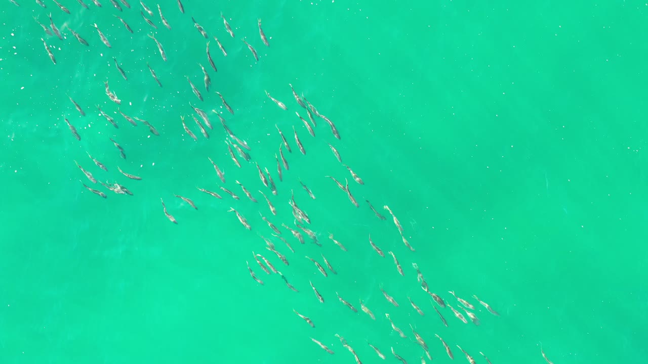School of small fish in turquoise water from above