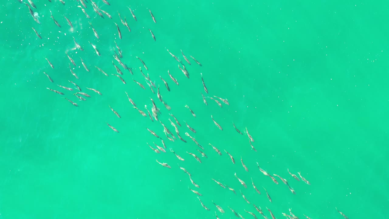 Small fish cluster through the center of clear green-turquoise water in Los Cabos, Mexico, with no shoreline, vessels, or visible people.
