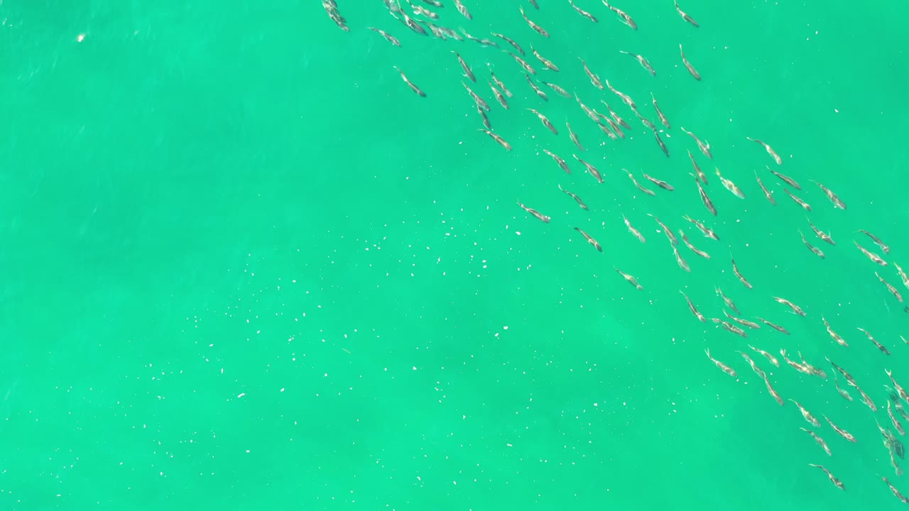 Small fish scattered across bright green water
