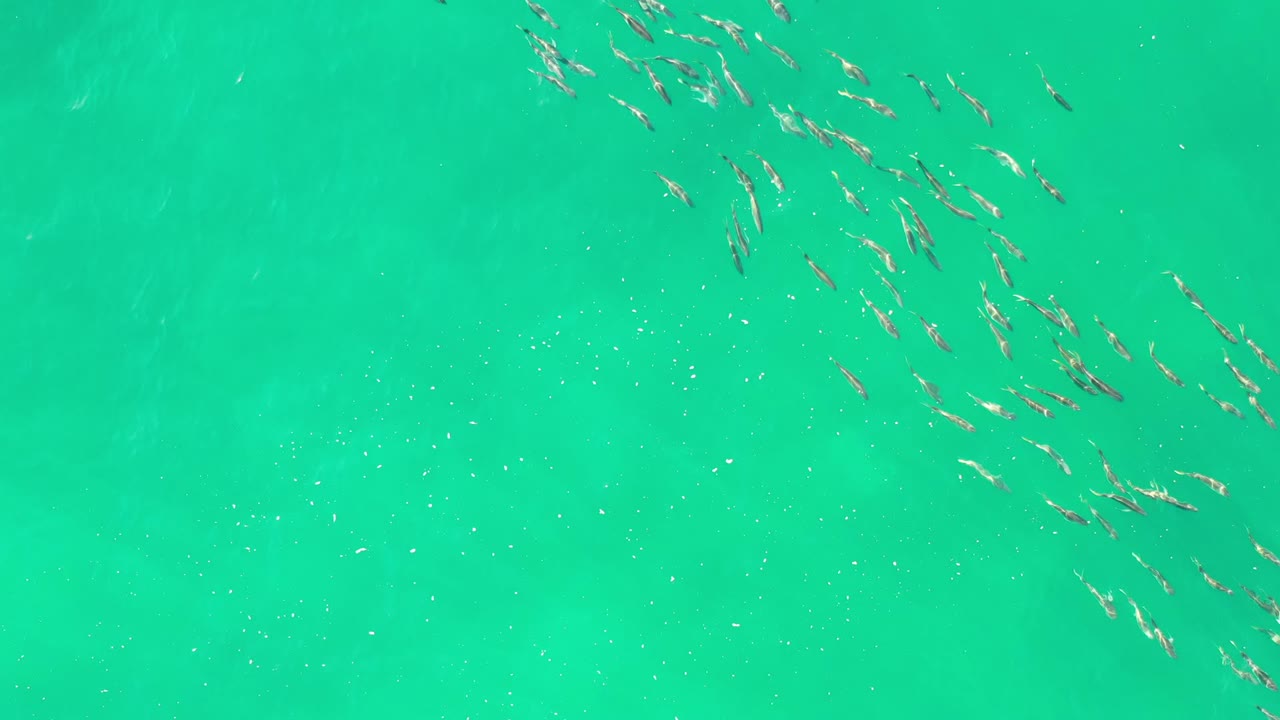 Small fish form a diagonal stream across the upper part of clear green water in Los Cabos, Mexico, with no visible people.