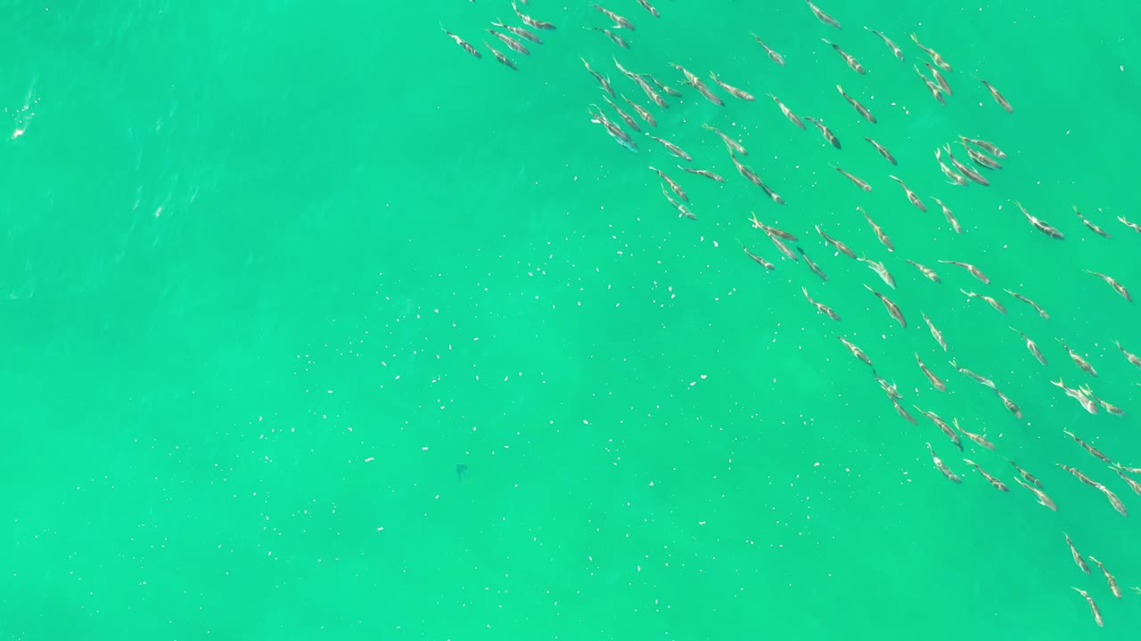 Overhead view of small fish scattered across bright green water in Los Cabos, Mexico, with no visible people or shoreline.