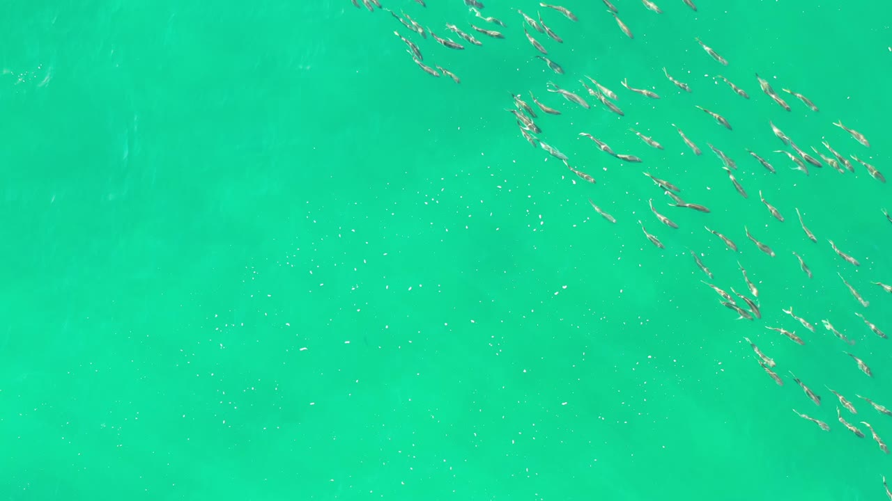 Aerial frame of multiple fish groups spread through turquoise green water in Los Cabos, Mexico, with no visible people.