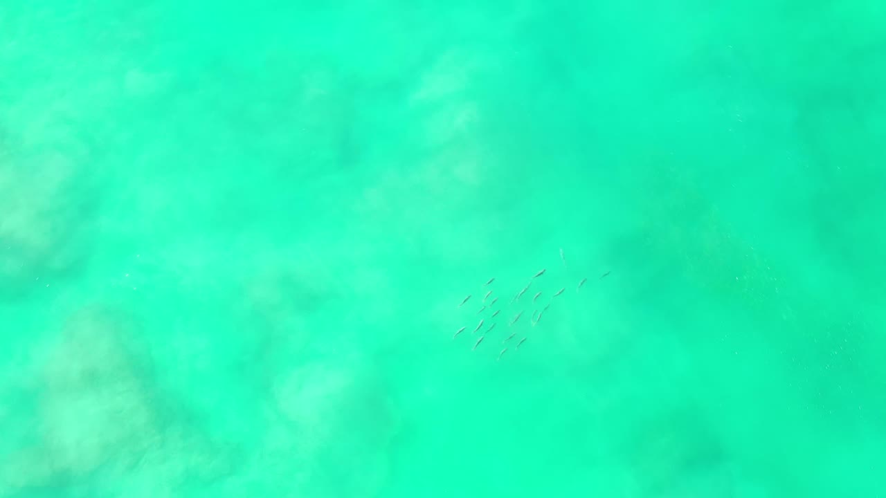 Green ocean water with a small shoal of fish near the center.