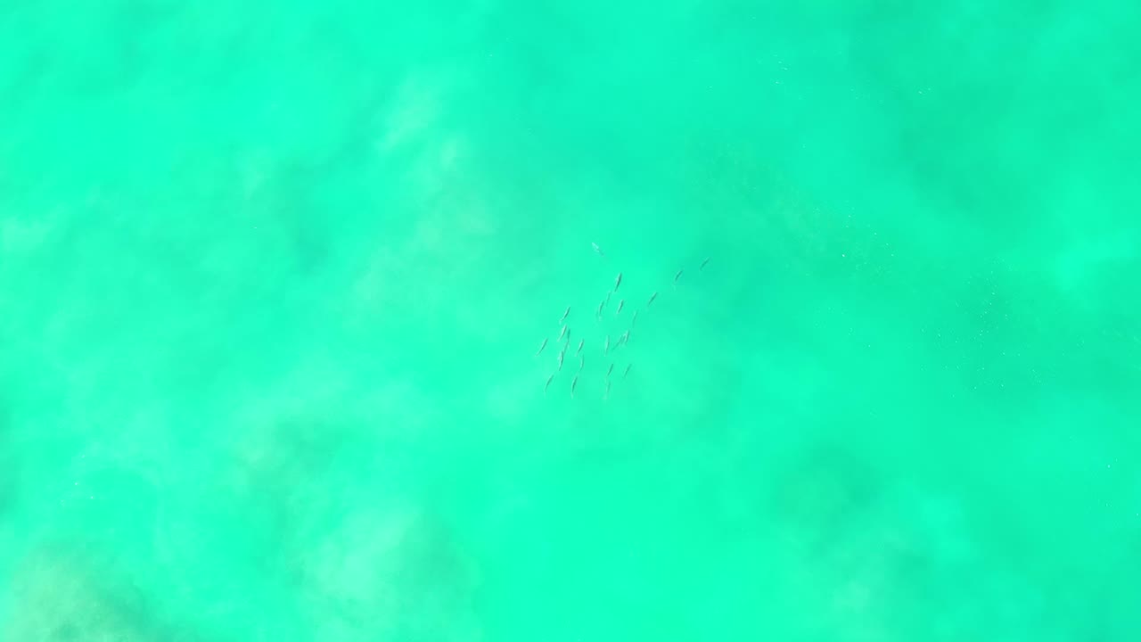 Overhead Los Cabos water frame with a small fish group slightly left of center, pale seabed texture, and no visible people.