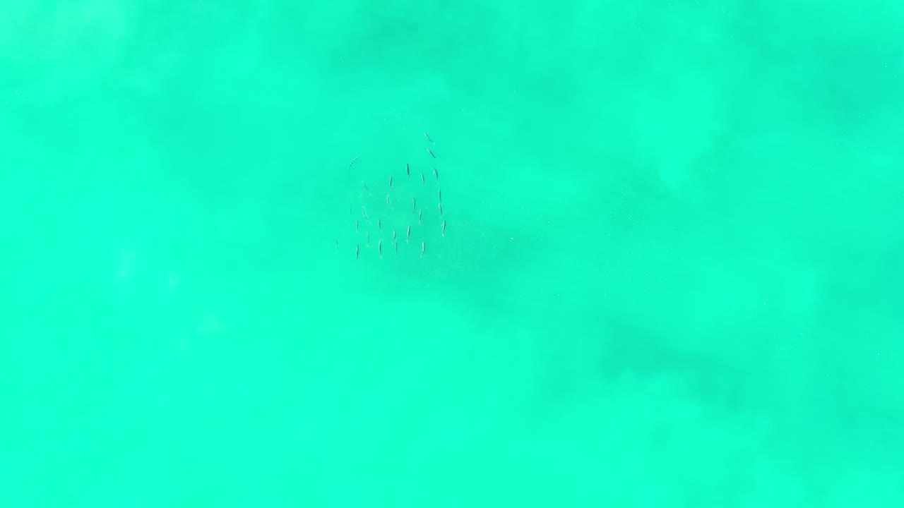 Turquoise shallow water with faint fish schools beneath the surface.