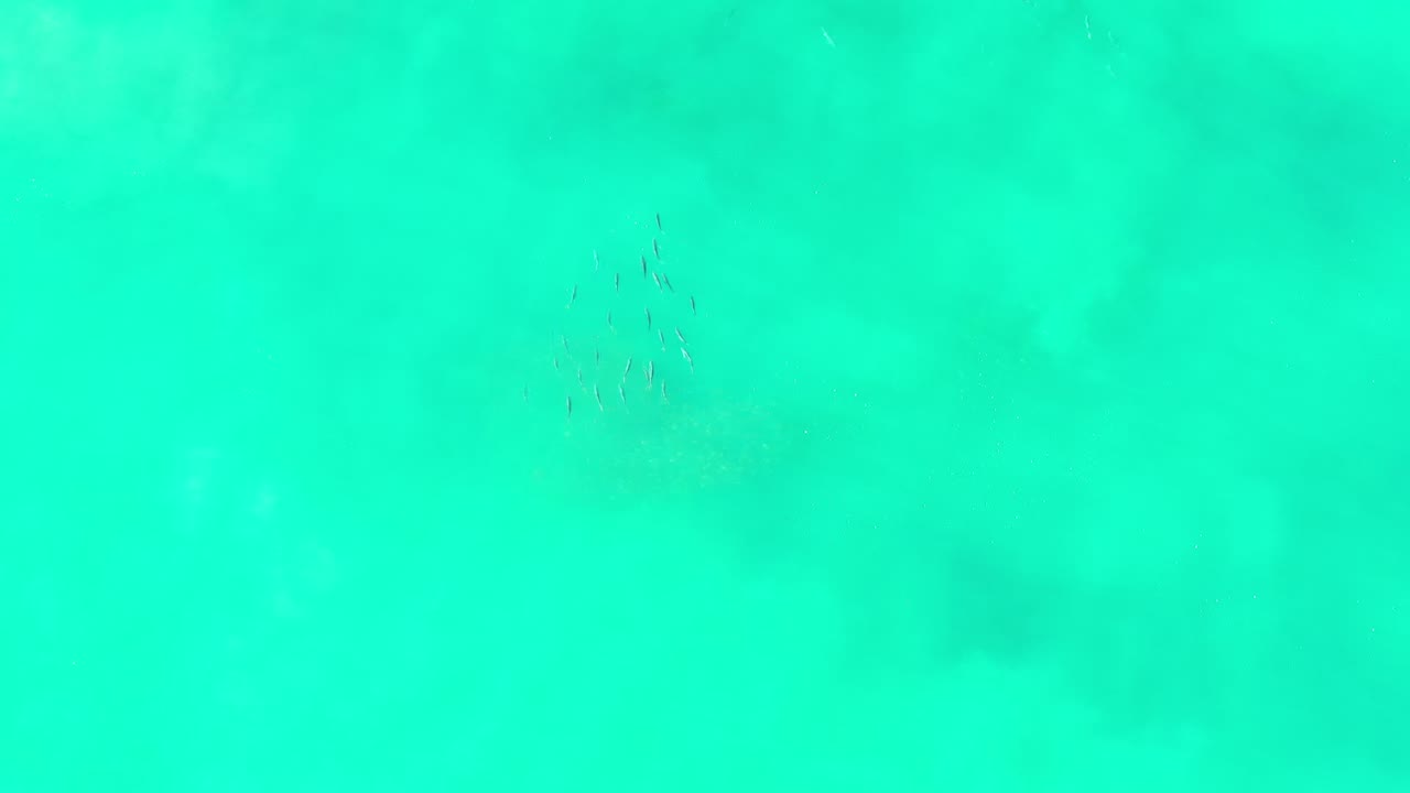 Overhead Los Cabos water frame with a small dark fish cluster near the top center and diffuse pale seabed shapes, no visible people.