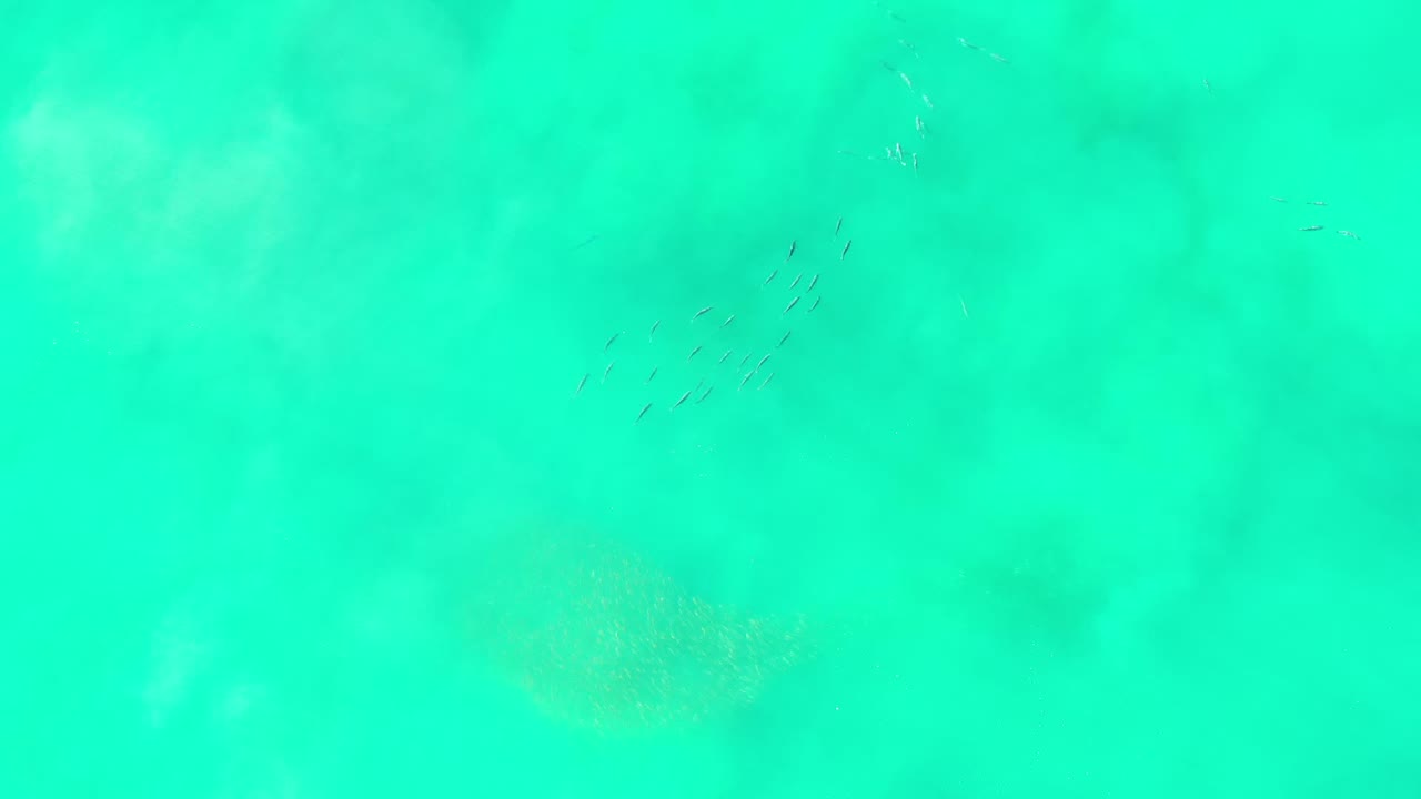 Overhead view of shallow green water in Los Cabos, Mexico, with a small cluster of schooling fish near the upper center and no visible people.