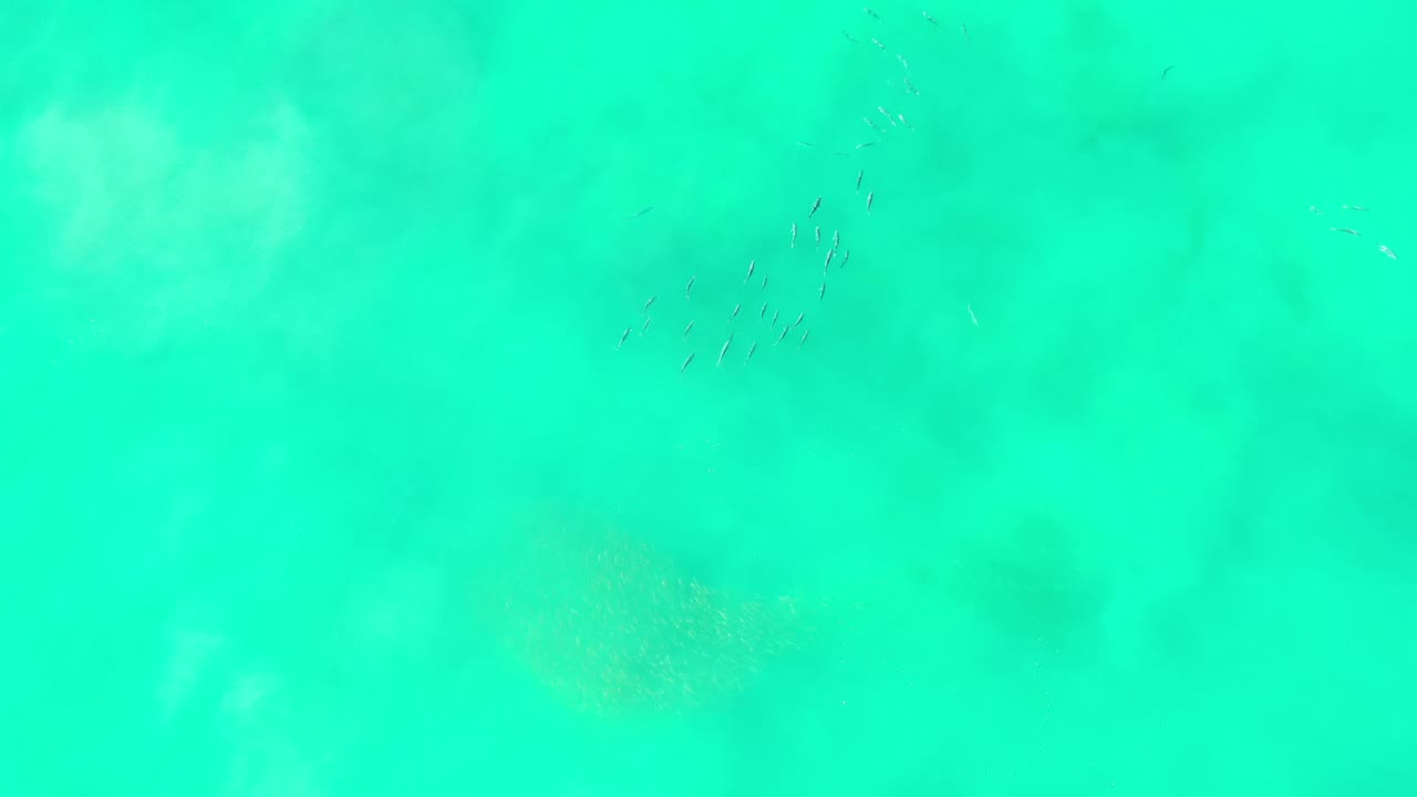 Aerial frame over Los Cabos shallow water with fish gathered near the center, soft sandy clouding below, and no visible people.