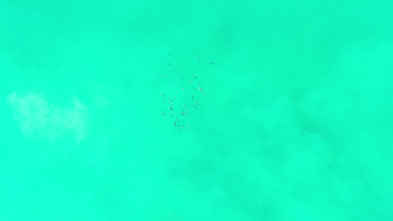 Green seawater in Los Cabos with faint small fish near the upper part of the frame and no visible people.