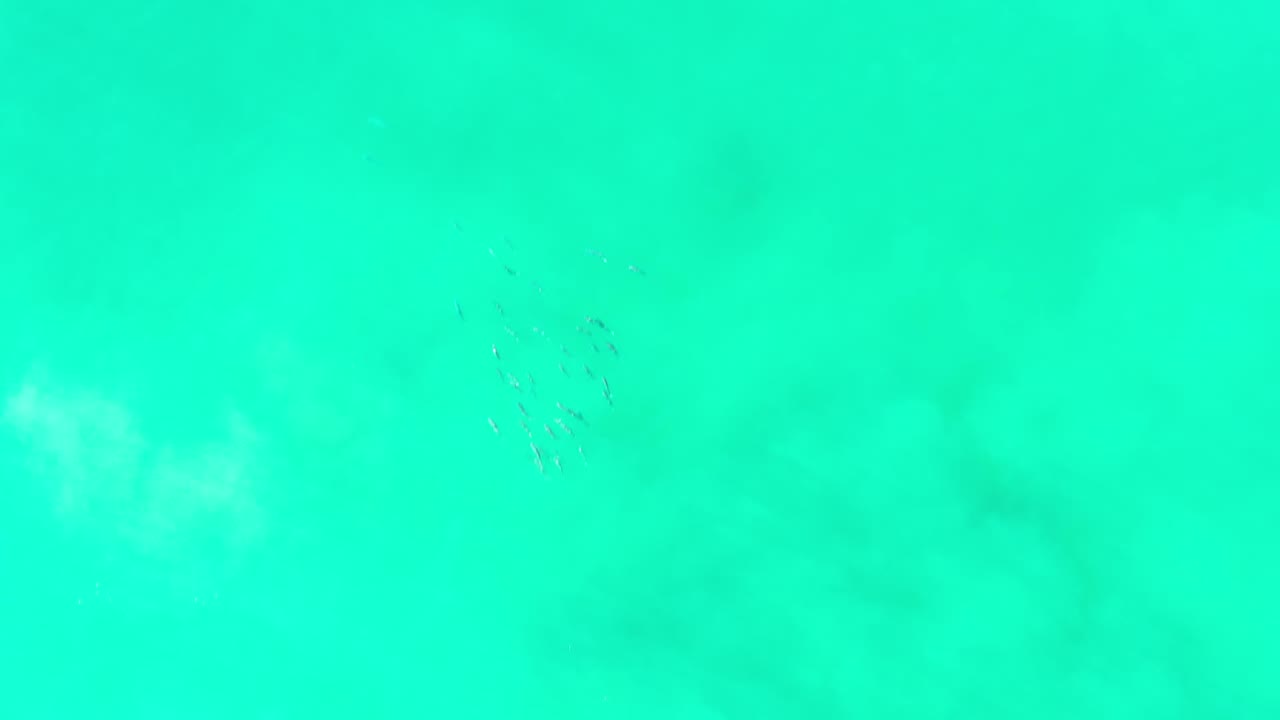 Turquoise-green Los Cabos seawater with a small faint fish cluster near the upper center and no visible people.