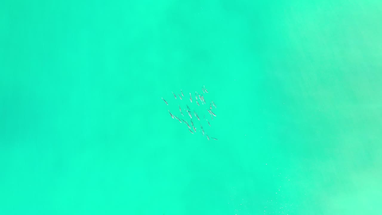 Small fish school in bright turquoise water.