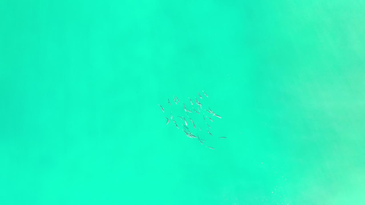 A compact cluster of fish sits high in the frame beneath green-blue Los Cabos water, with faint underwater color variations and no visible people.