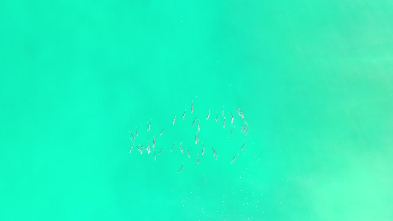 Small school of fish under green ocean water