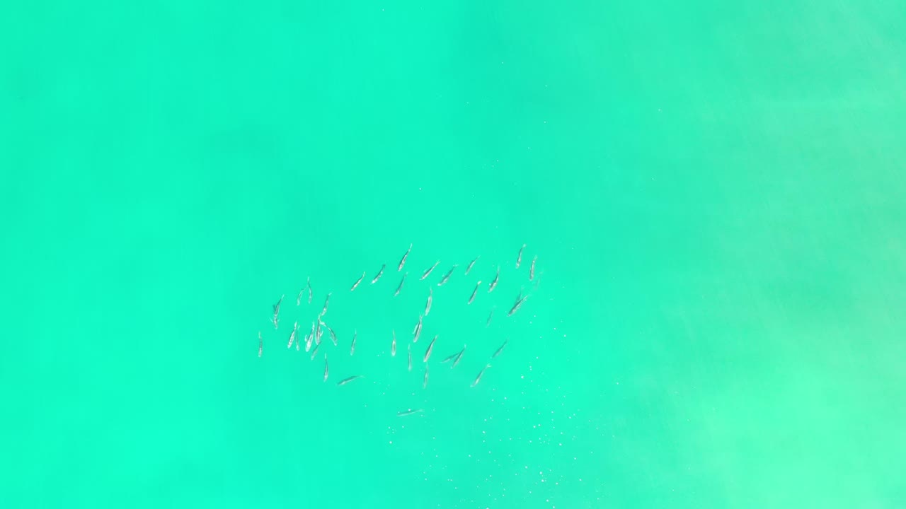 The fish school shifts toward the upper center of the frame in green Los Cabos ocean water, with faint lighter patches below and no visible people.