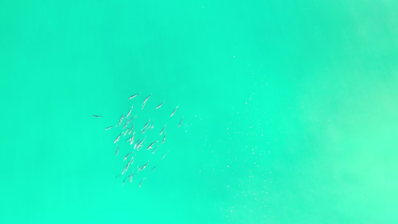 Small school of fish in bright green shallow water