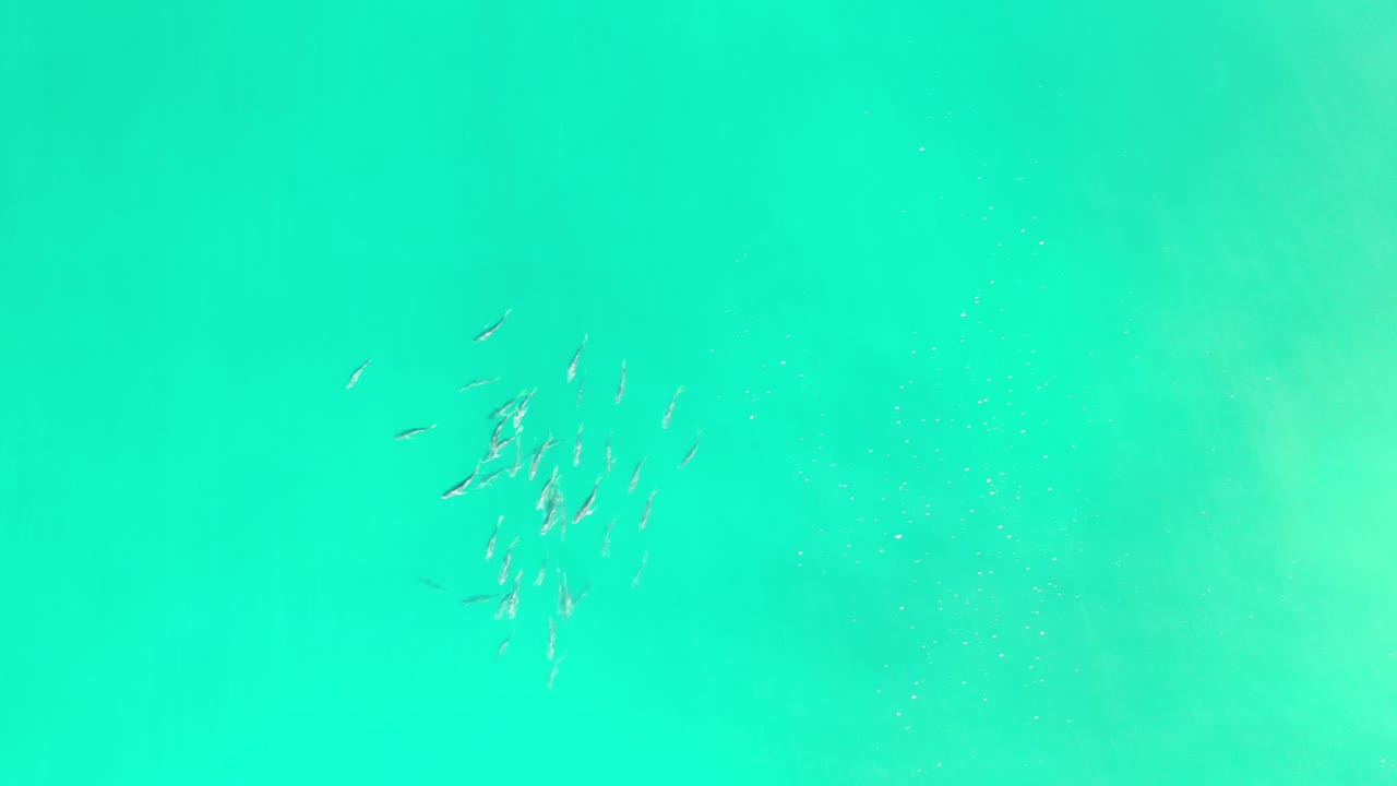 A compact group of fish appears near the upper left of a turquoise-green water frame in Los Cabos, Mexico, with soft darker shapes below and no visible people.