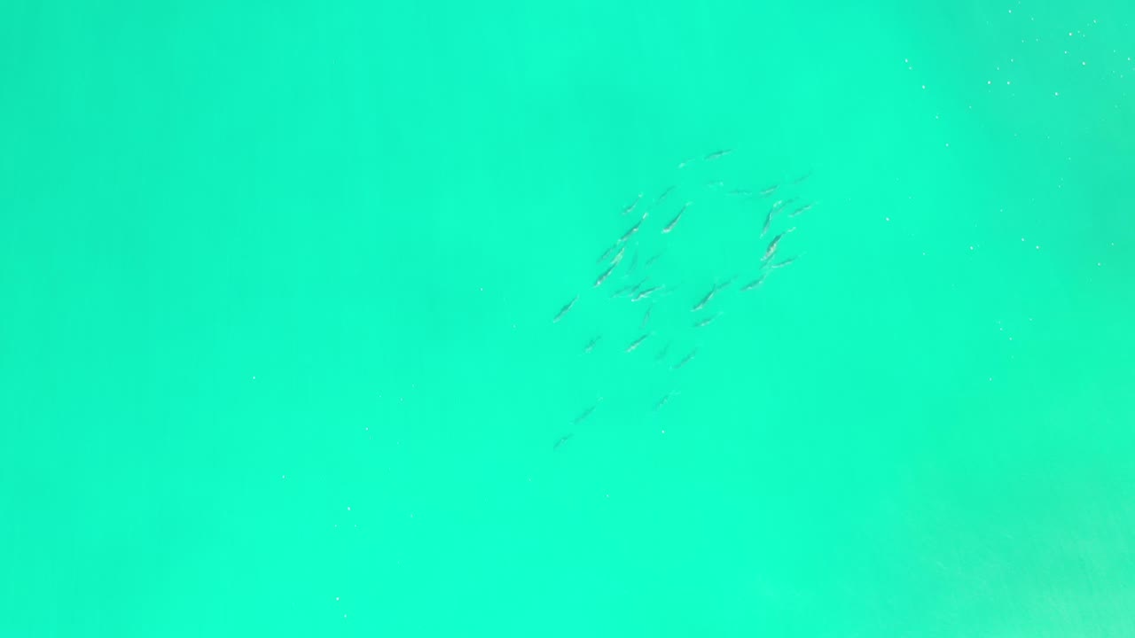 Small fish school in turquoise water