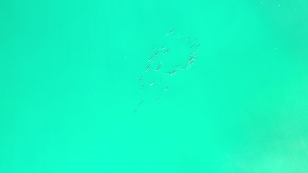 A loose cluster of small fish sits near the upper center of bright blue-green water in Los Cabos, Mexico, with no visible people.