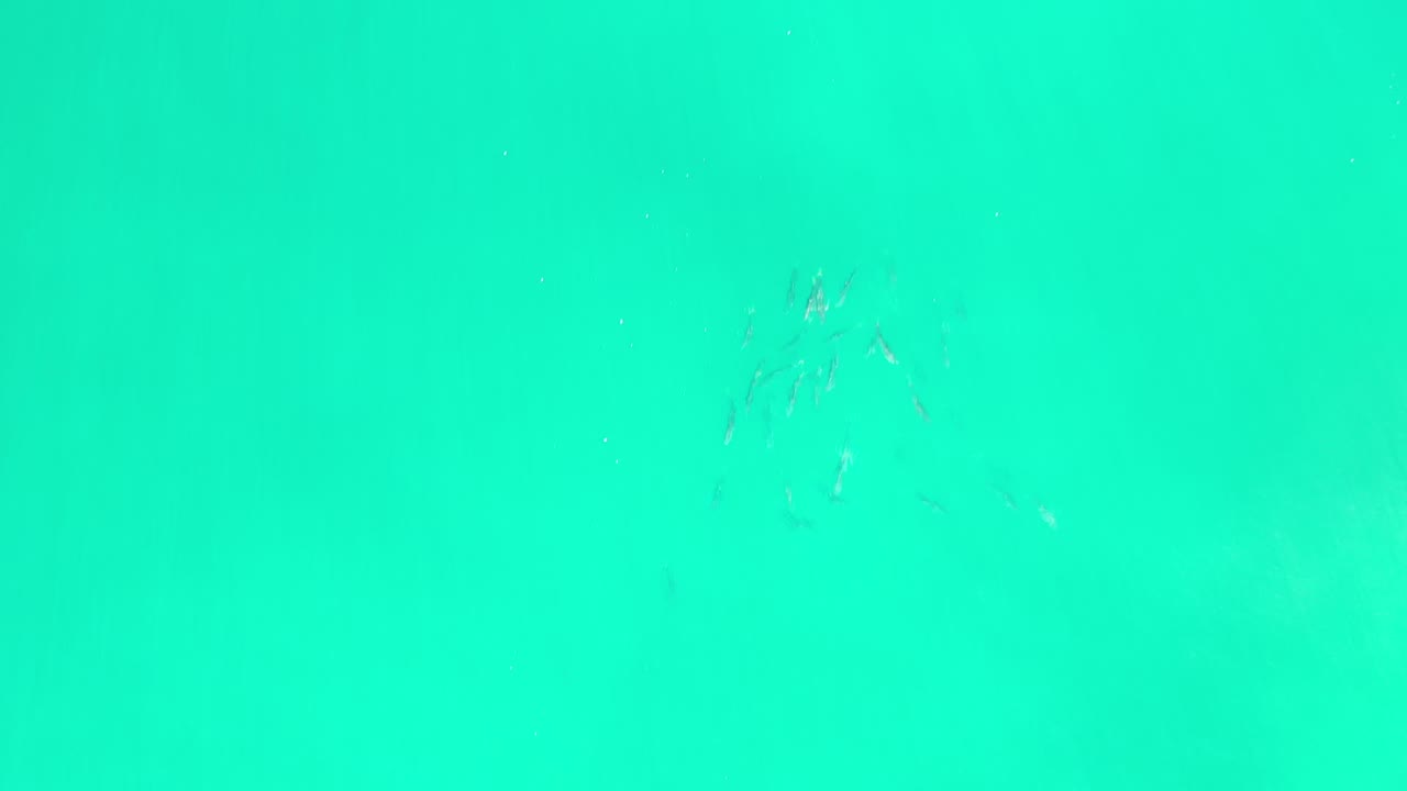 Small silver fish appear near the upper part of a green ocean frame in Los Cabos, Mexico, with no visible people.