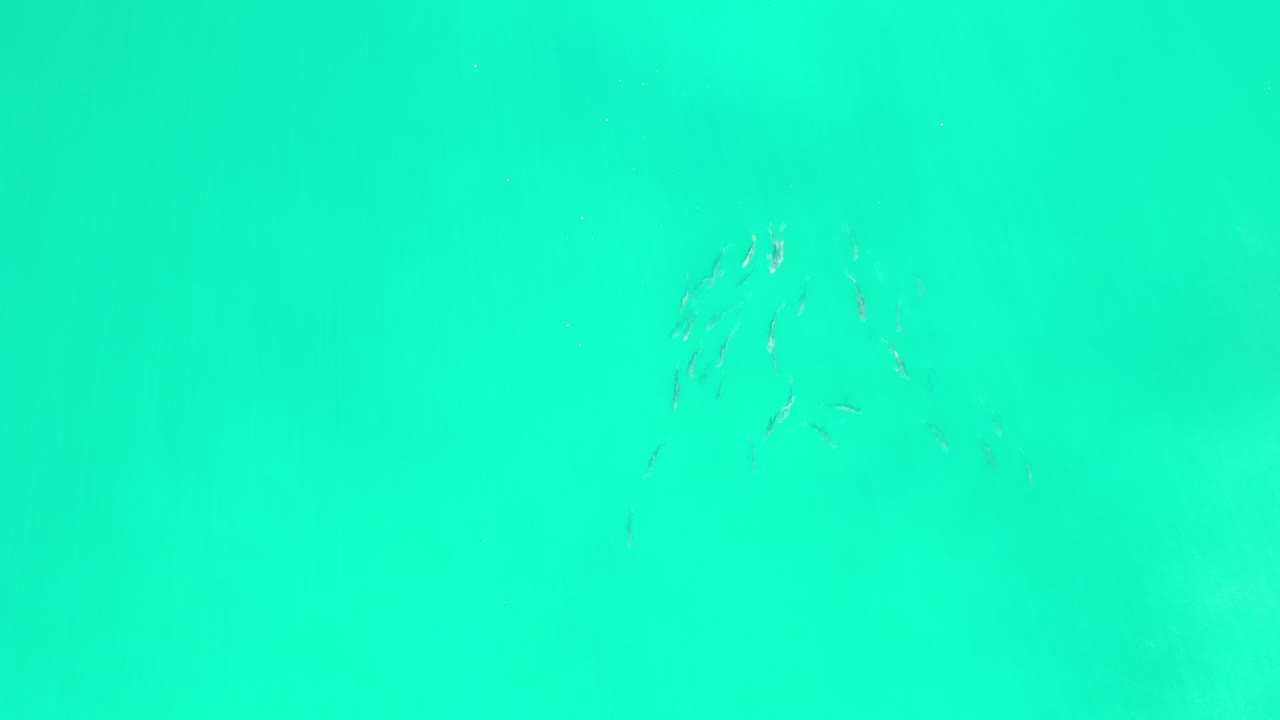 A loose cluster of small silver fish sits near the top center of turquoise green ocean water in Los Cabos, Mexico, with no visible people.