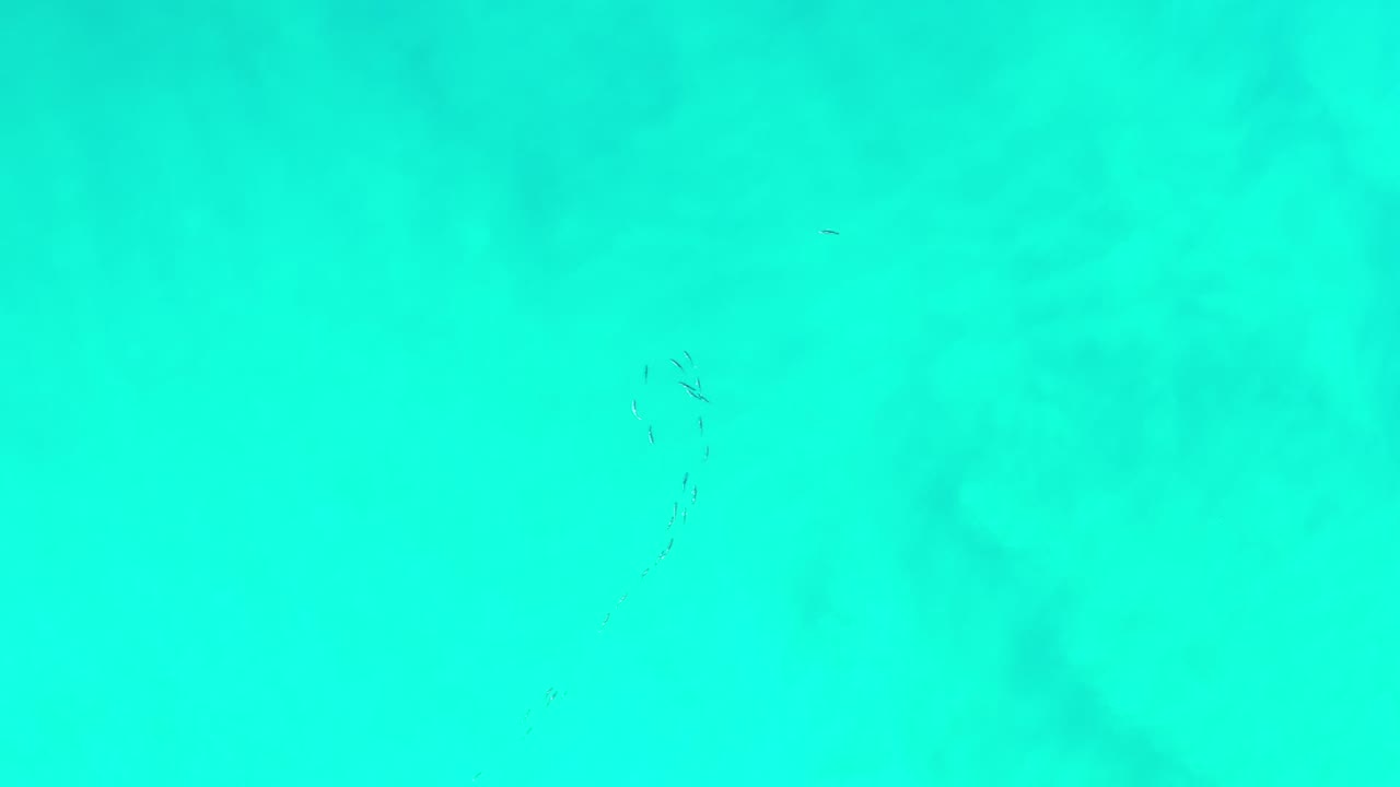 Overhead Los Cabos ocean frame with turquoise water, muted darker areas beneath the surface, and a small dark human-like mark toward the upper middle of the image.