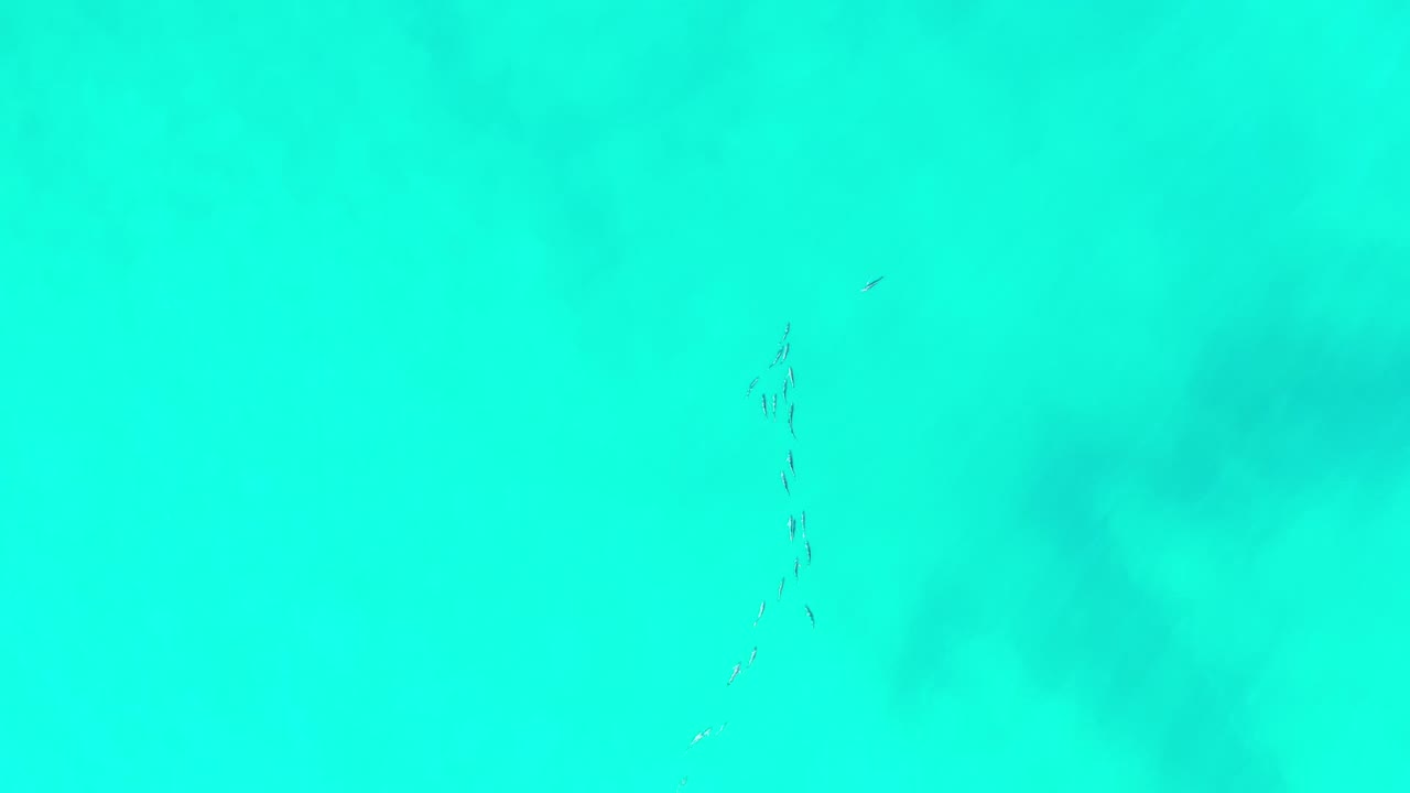 Turquoise ocean water with a small vertical cluster of fish