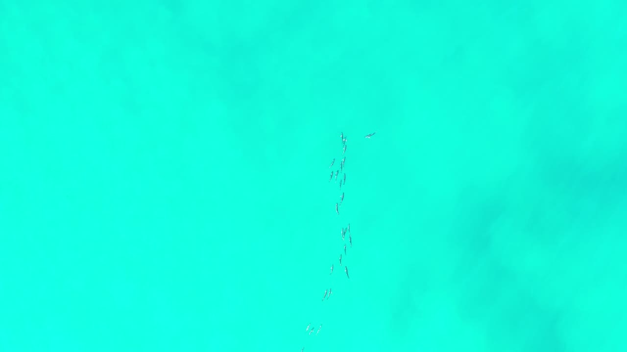 Light blue Los Cabos water seen from above, with fish grouped in a thin vertical line near the center and no visible people.