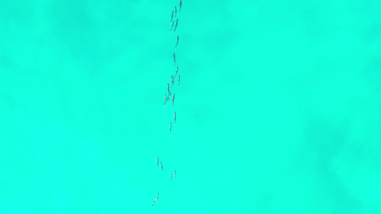 Overhead view of turquoise water in Los Cabos, Mexico, with a narrow group of small fish near the upper left and no visible people.