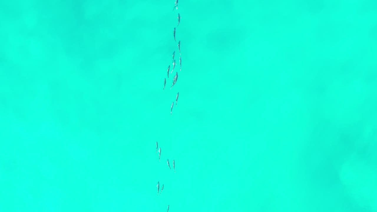 Fish group over clear blue-green sea