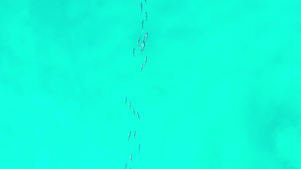 Small fish appear near the upper right of a turquoise Los Cabos sea view, with faint sandy shapes below the surface and no visible people.