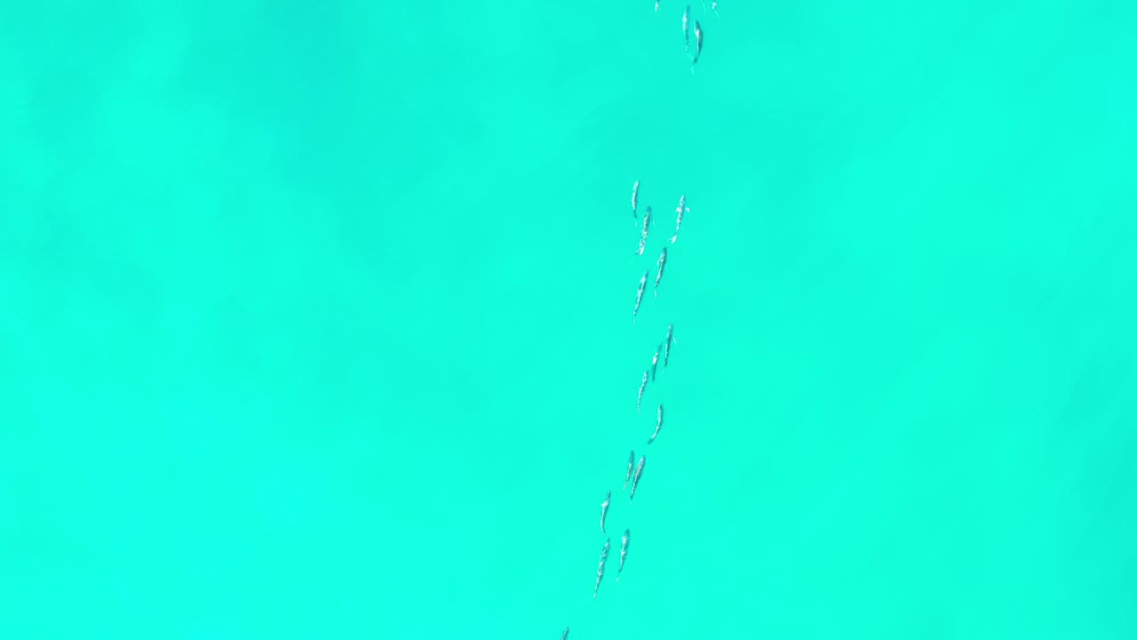 A small silver school of fish appears near the left side of clear blue-green ocean water in Los Cabos, Mexico, with no visible people.