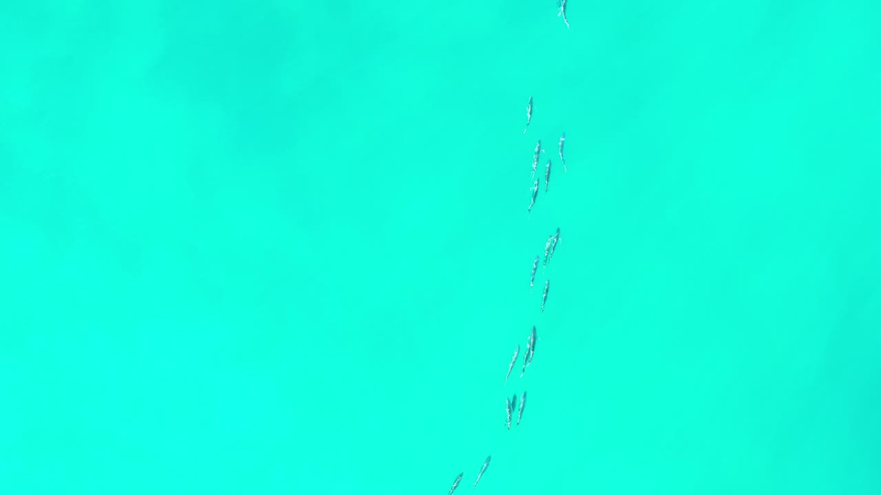 A narrow group of small fish sits slightly lower in the clear aquamarine water, with faint seabed color variation and no visible people.