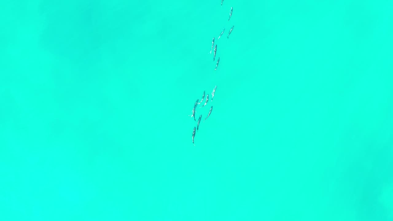 Dolphins swimming beneath bright turquoise ocean water.