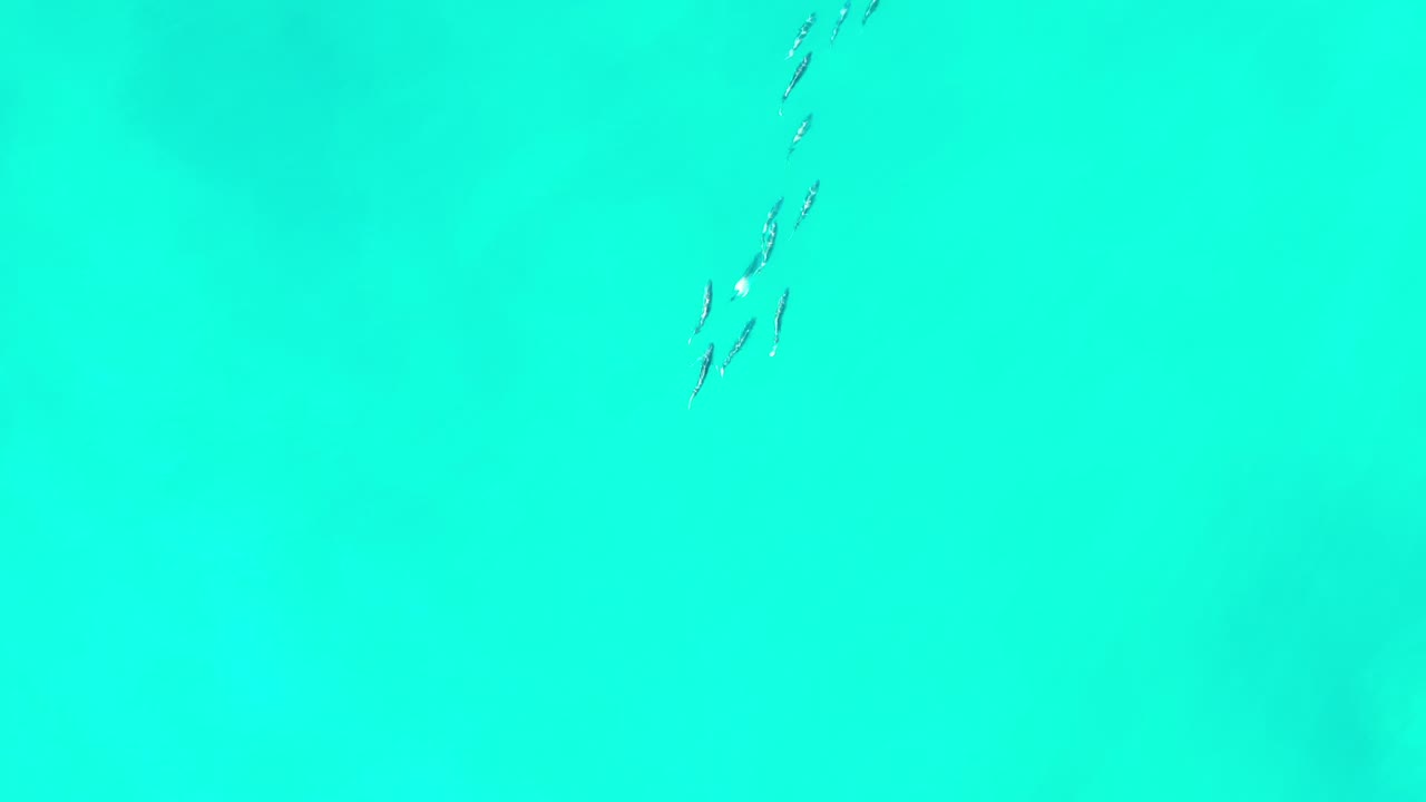 A small cluster of dolphins appears near the upper part of the clear aqua water in Los Cabos, Mexico, with no visible people.