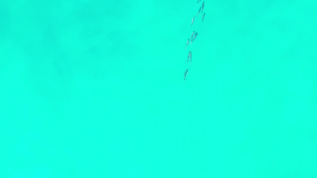 Top-down aerial frame over clear turquoise water in Los Cabos, Mexico, with a small thin cluster of fish near the upper left and no visible people.