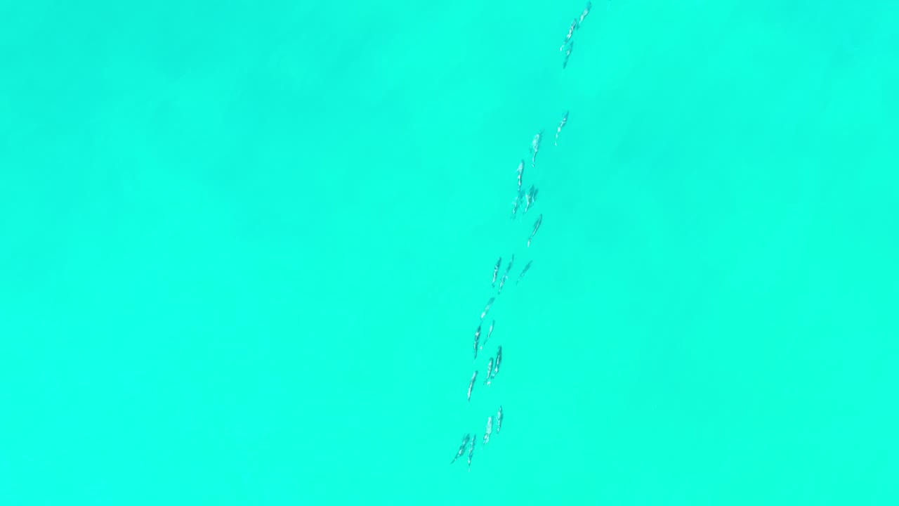 Small fish forming a loose vertical line in turquoise water.