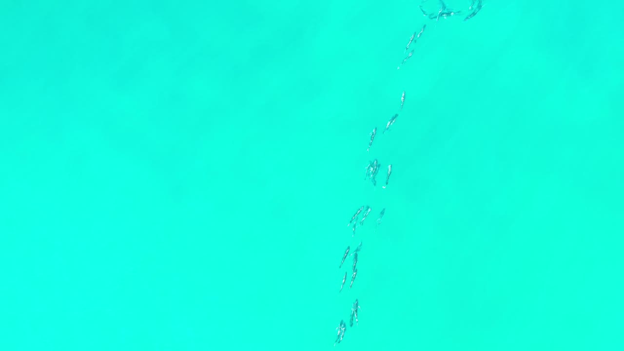 Overhead Los Cabos water frame where the fish gather into a partial circular cluster against a flat blue-green surface, with no visible people.