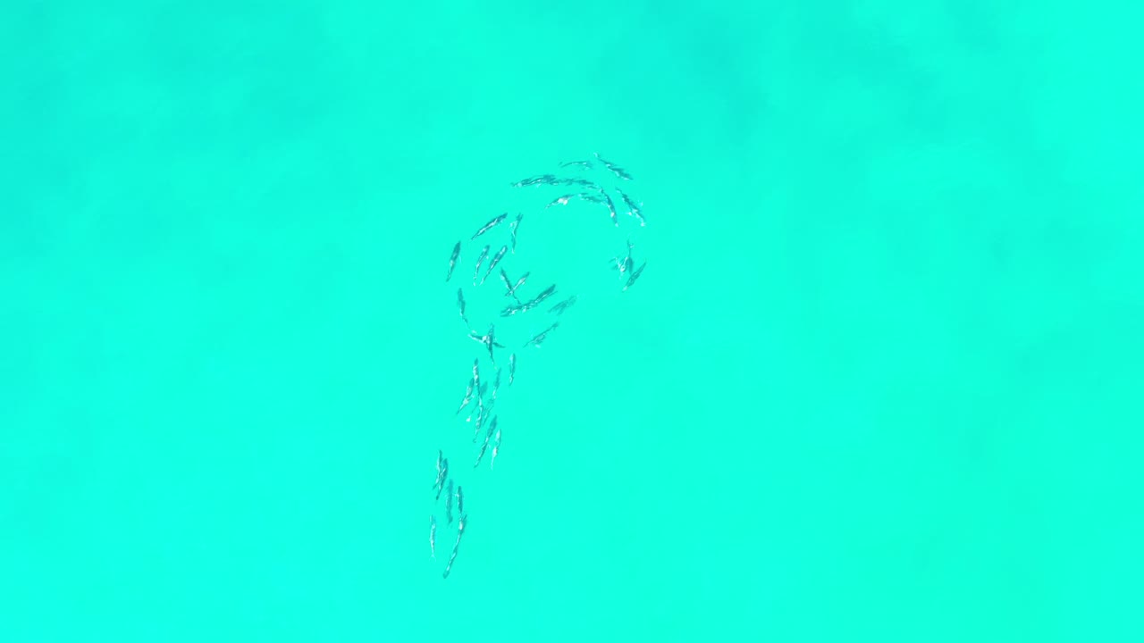 Small dark fish school forming a loose circle in green water.