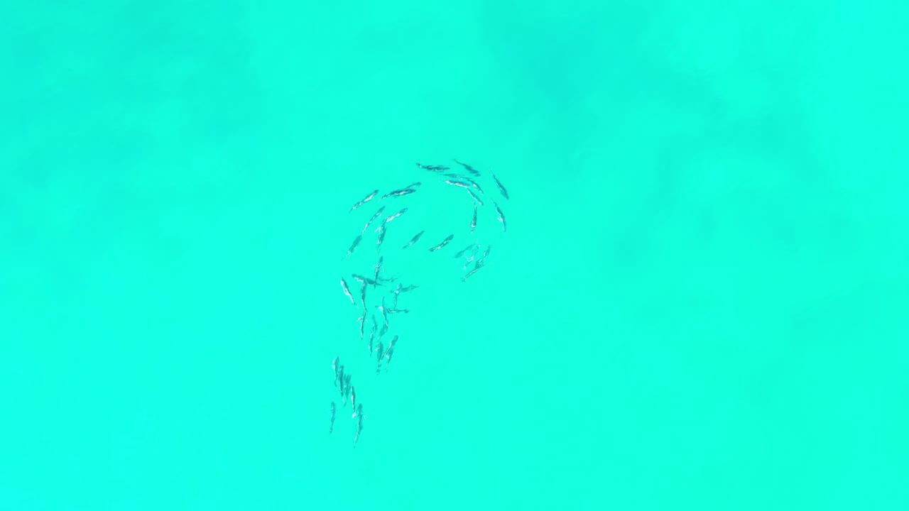 At 0:01, the fish school appears higher in the frame as scattered dark marks curve into a compact swirl beneath bright green Los Cabos water, with no visible people.