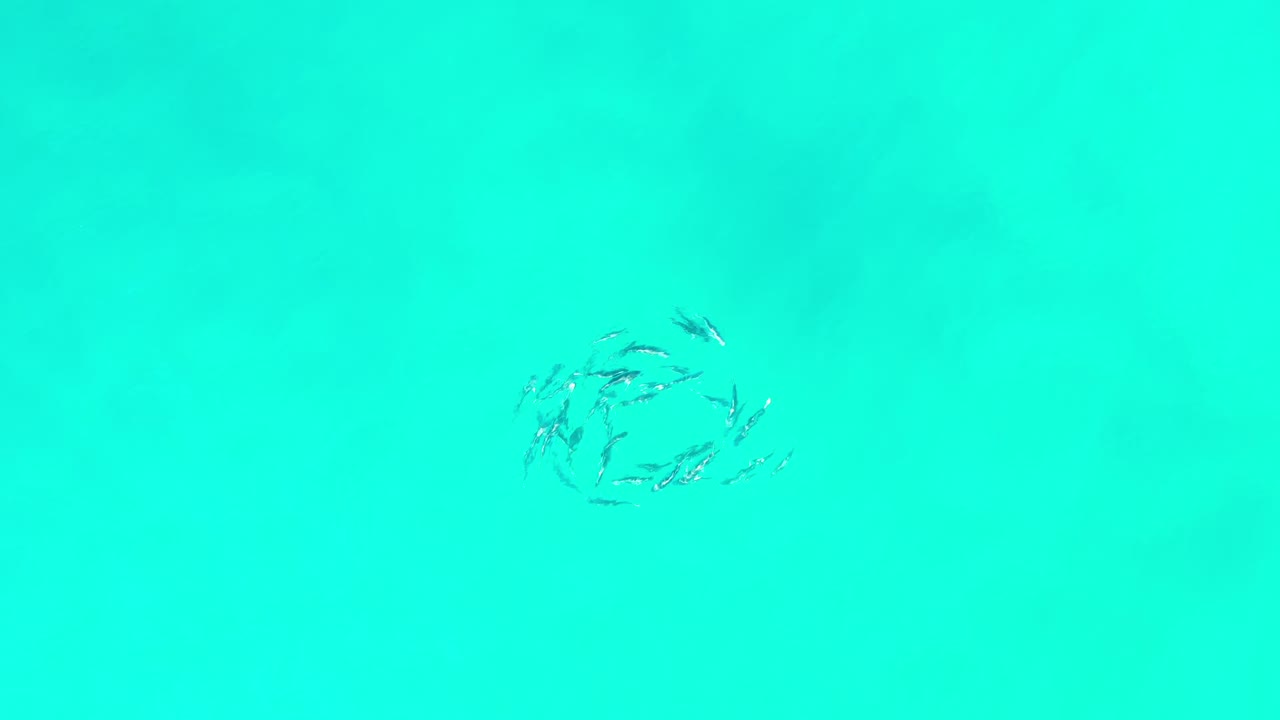Small fish school in bright turquoise ocean water.