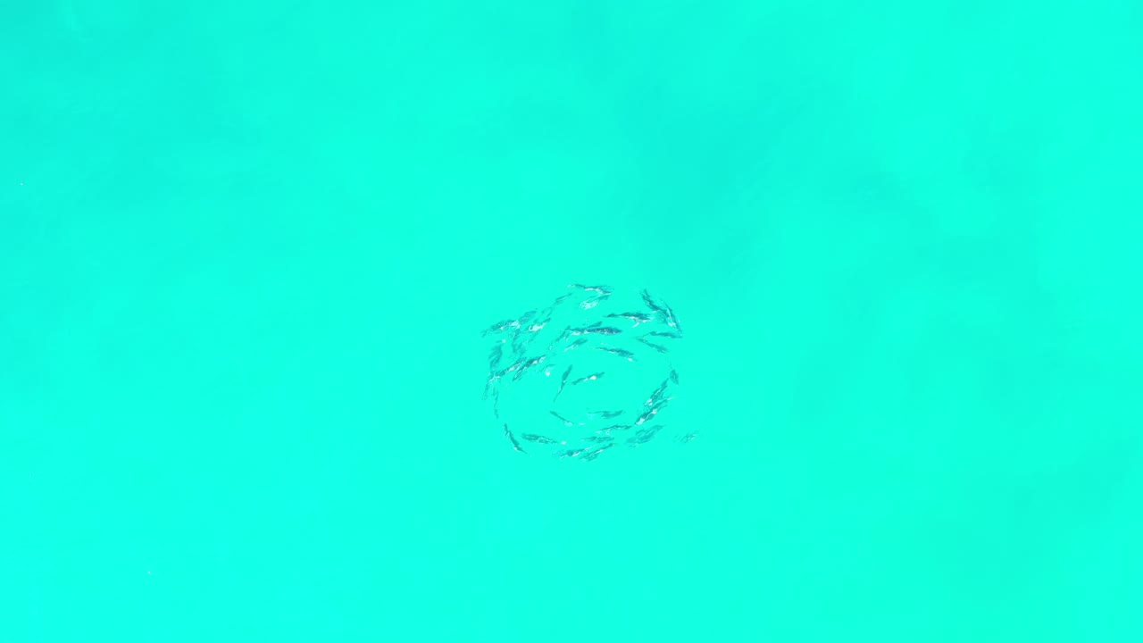 A tight group of small fish appears near the center of clear aqua ocean water in Los Cabos, Mexico, with no visible people.