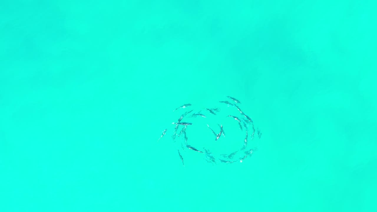 At 0:00, a small school of fish forms a loose circular pattern in emerald green water in Los Cabos, Mexico, with no visible people.