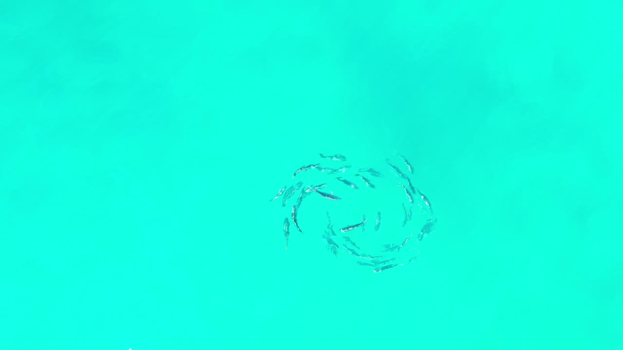At 0:01, the fish school appears higher in the frame as a compact ring against bright green Los Cabos ocean water, with no visible people.