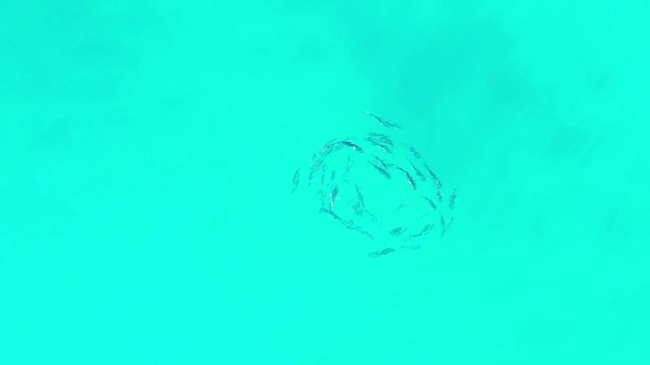 A small school of fish forms a loose ring beneath turquoise water in Los Cabos, Mexico, with no visible people.